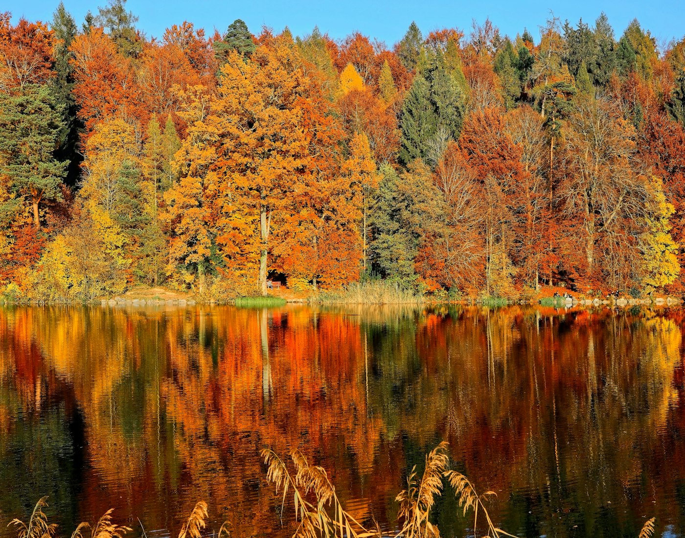 Fall Cleanup — Pine Creek